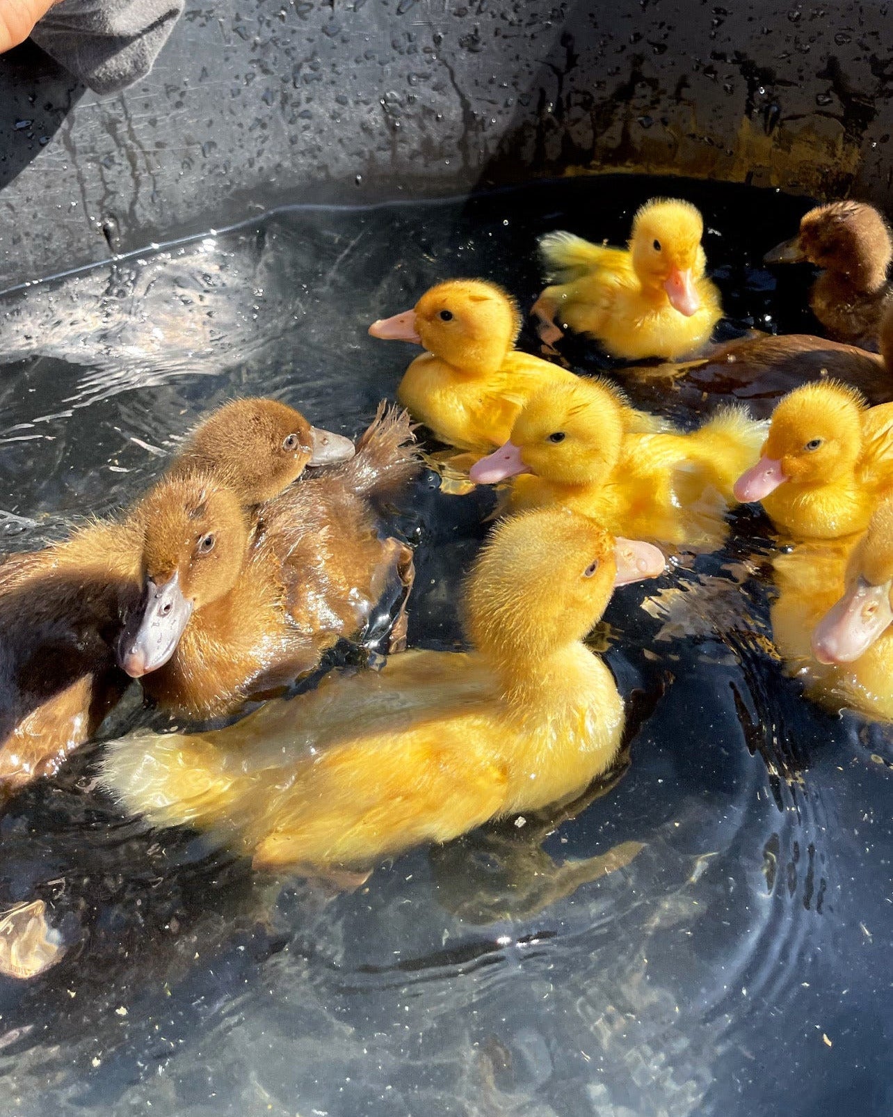 Yellow and brown ducklings in a water container with grass and a fence in the background.