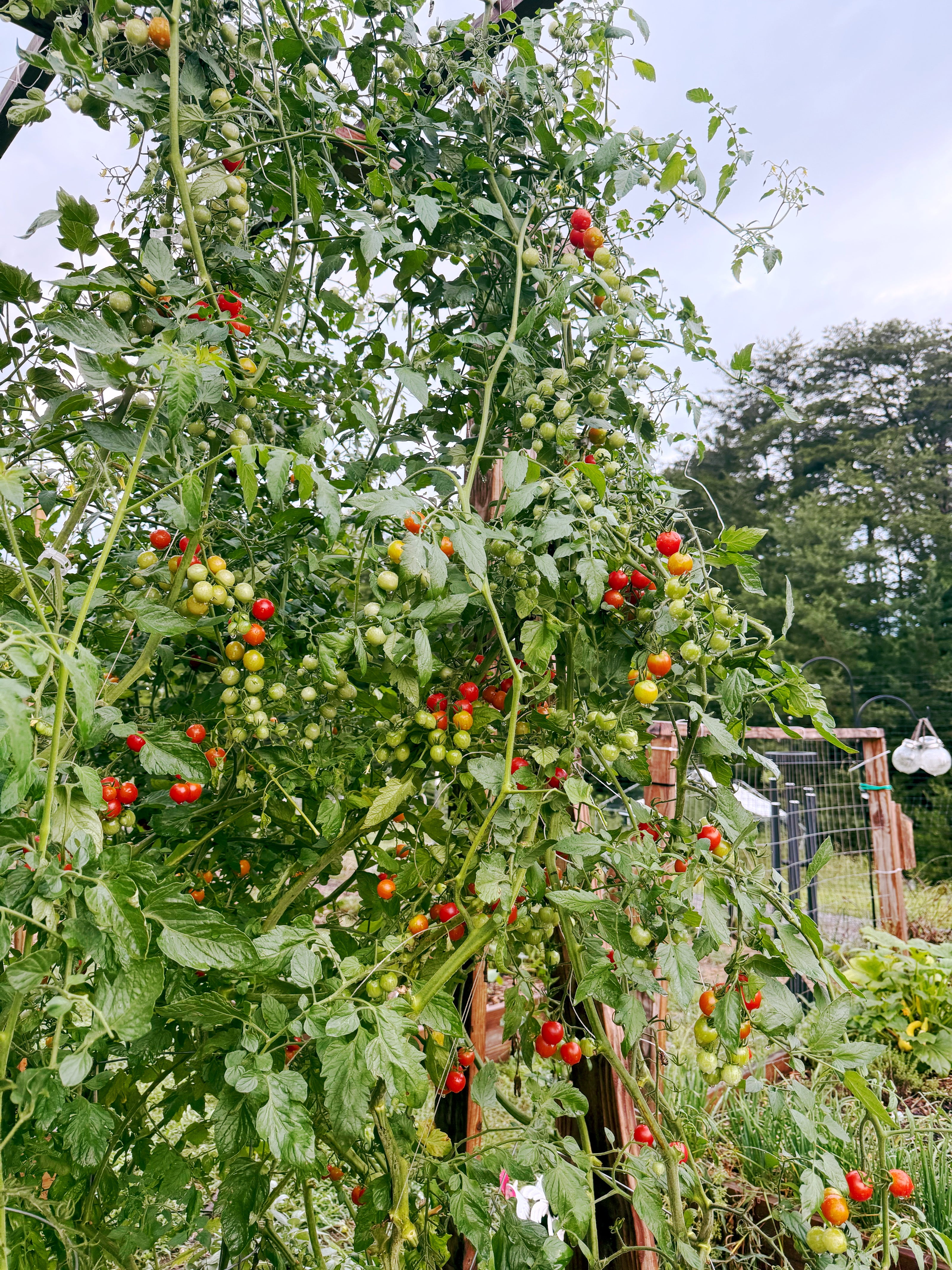 Tomato plants with ripe and unripe tomatoes in a garden setting.