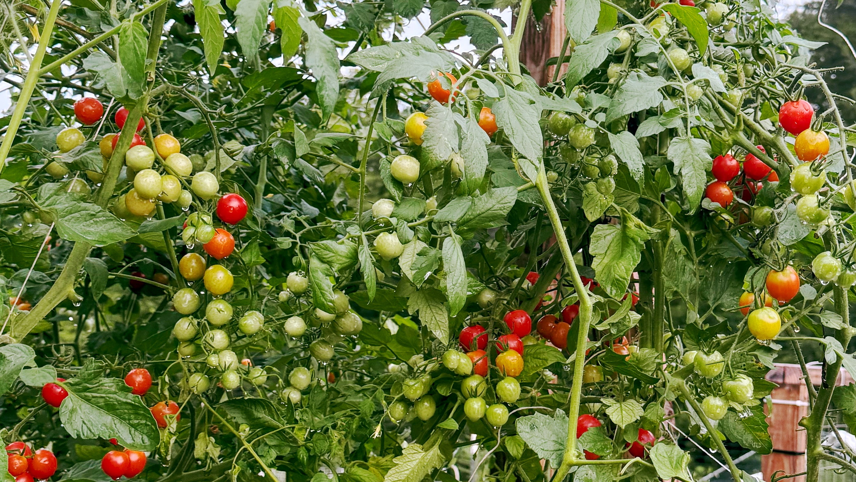 Tomato plants with green and red tomatoes growing on a trellis.