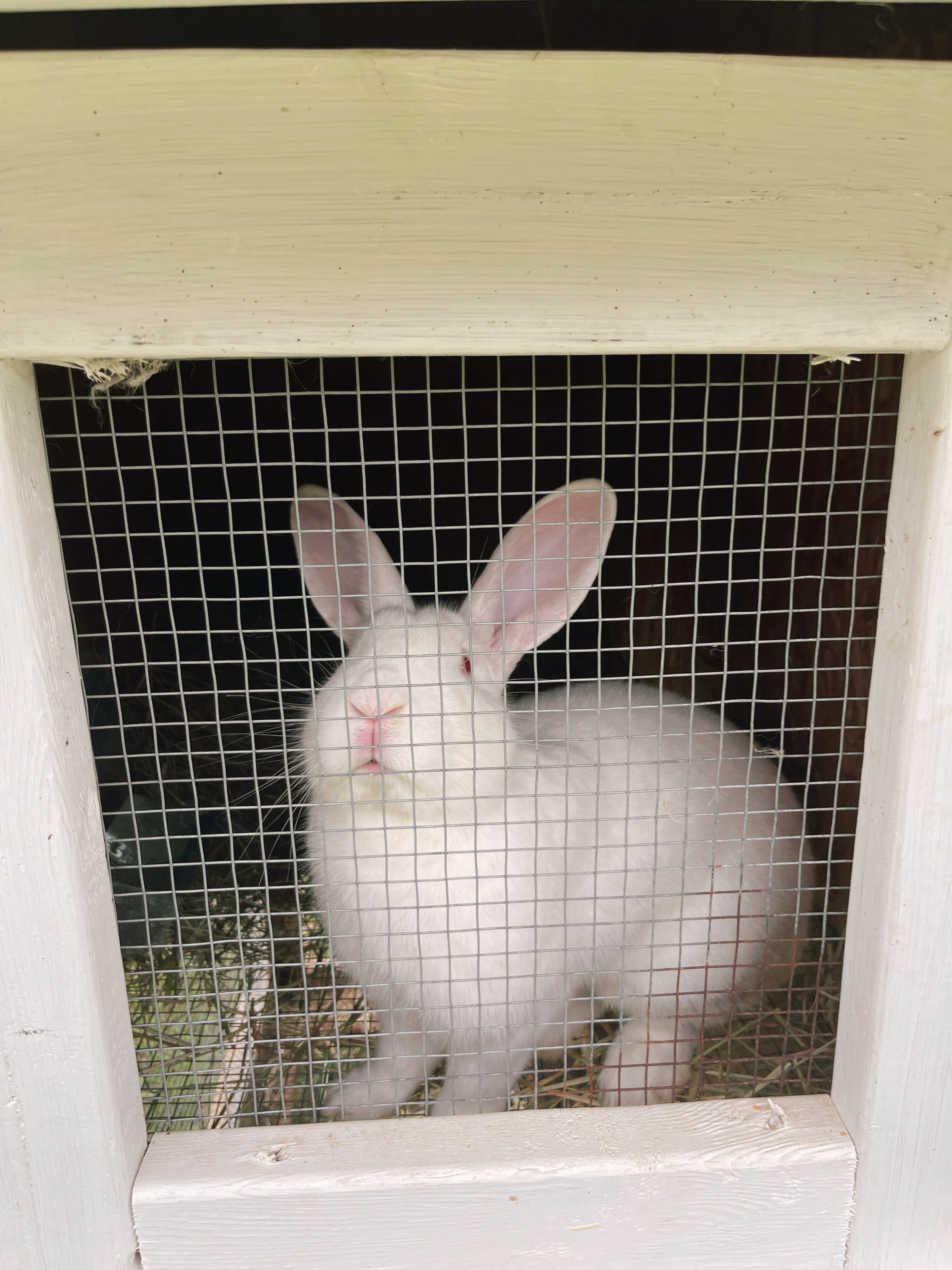 White rabbit inside a wire enclosure