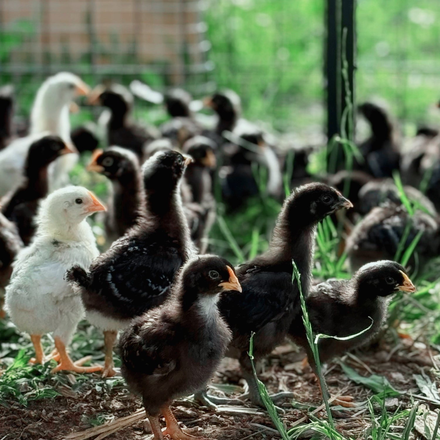 Group of young chickens in a natural setting with greenery