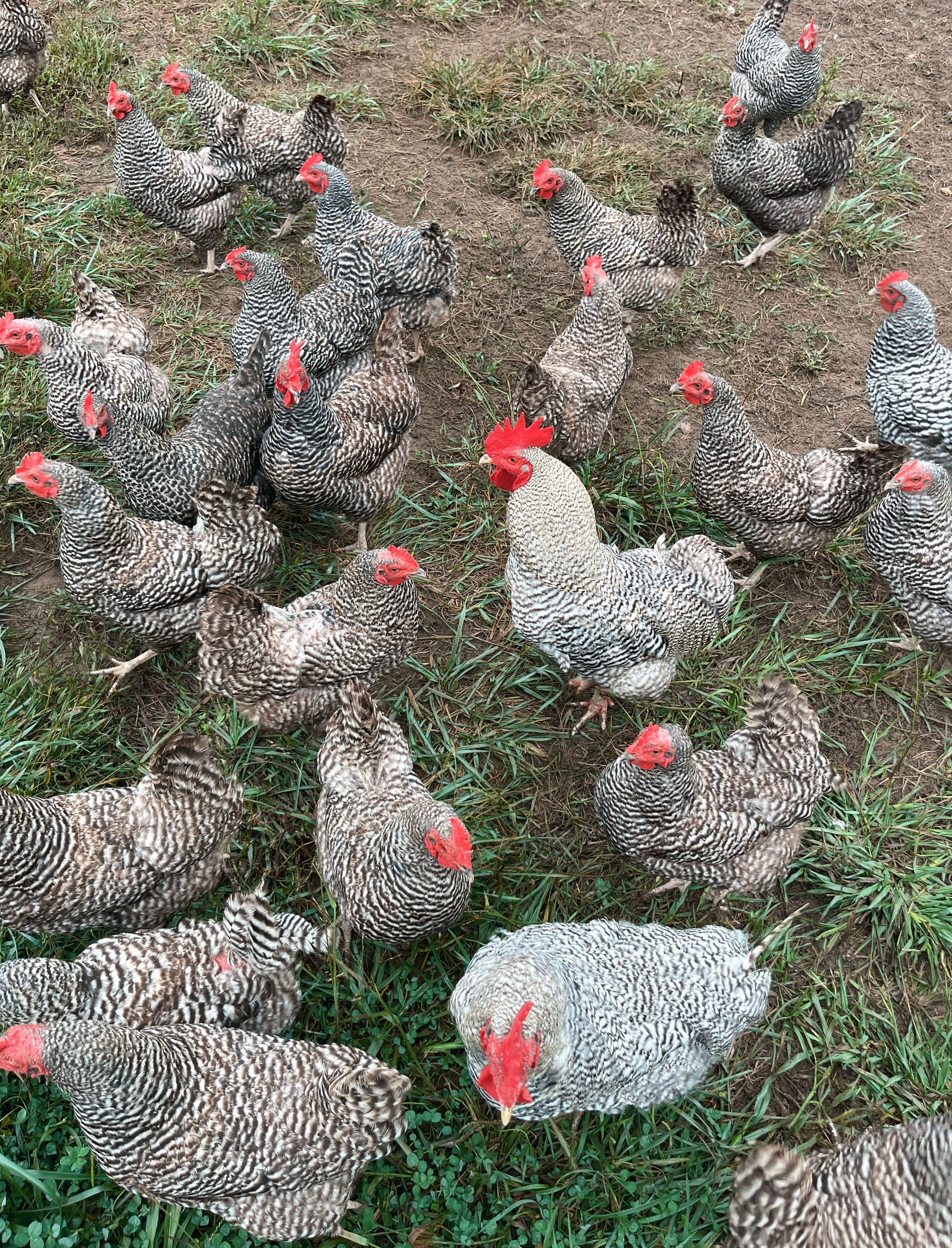 Group of chickens in a grassy and dirt-covered area
