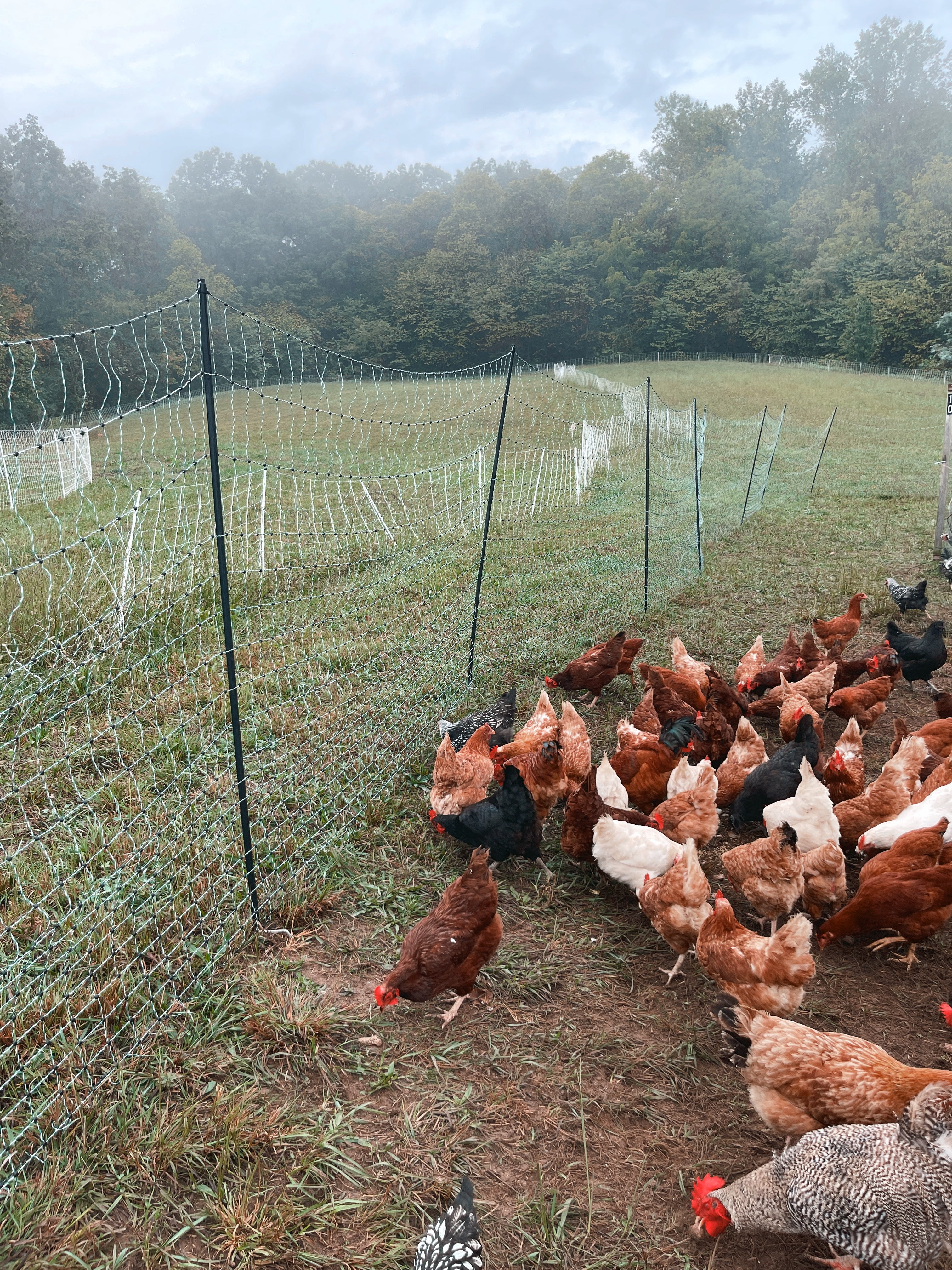 Hens in a fenced area with trees in the background