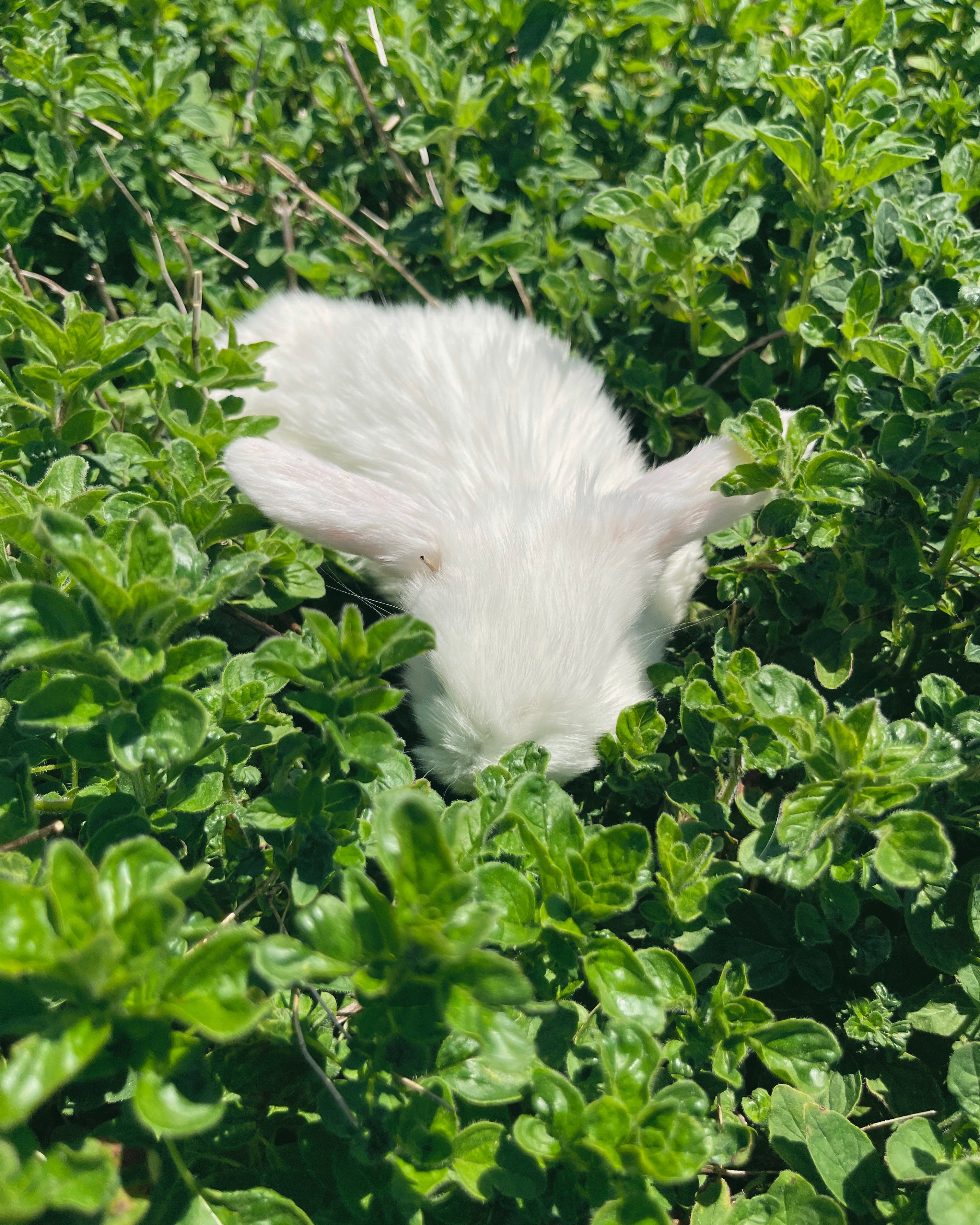 White fluffy bunny peeking out from green oregano patch