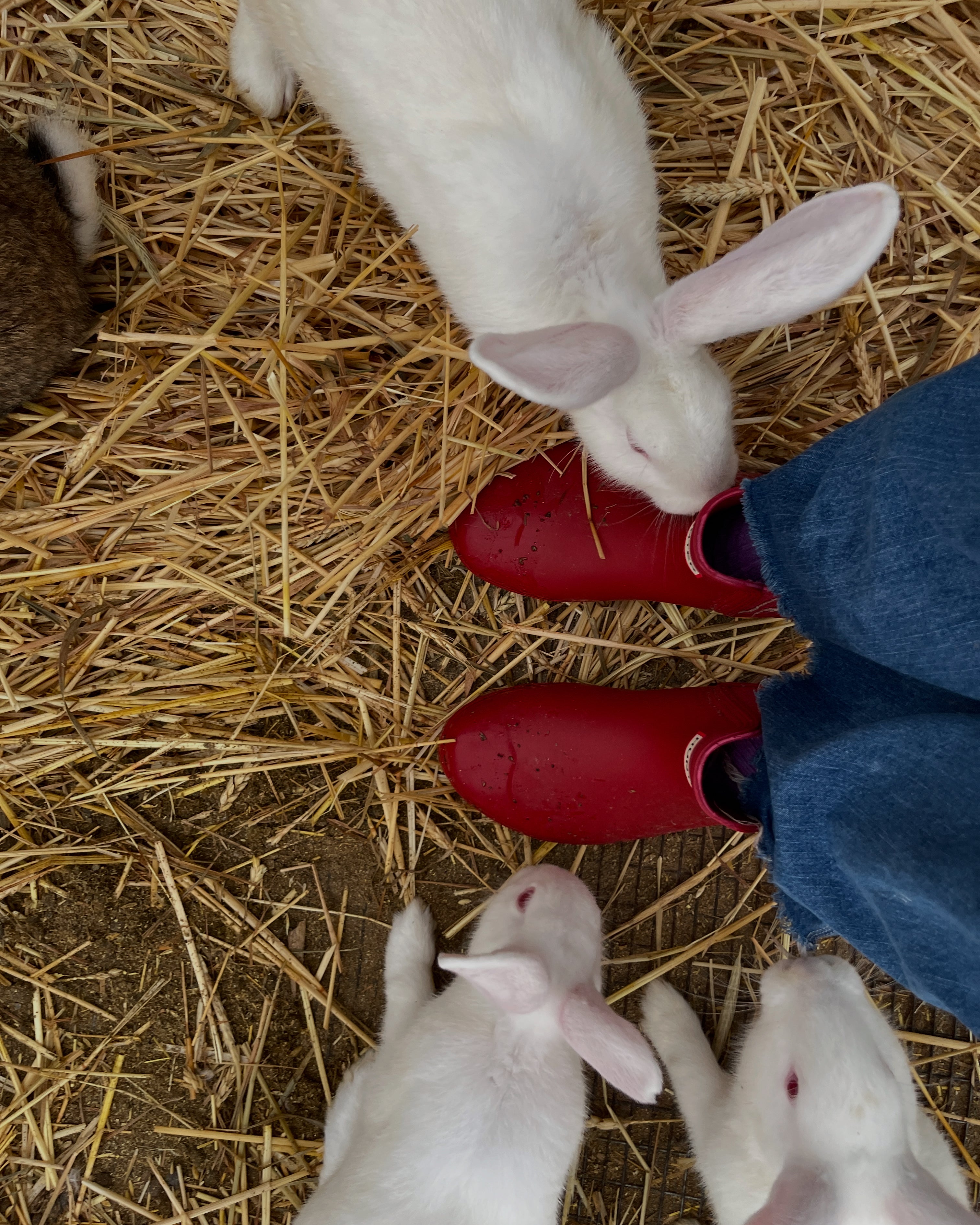Three white rabbits on a bed of straw around person in red rain boots.