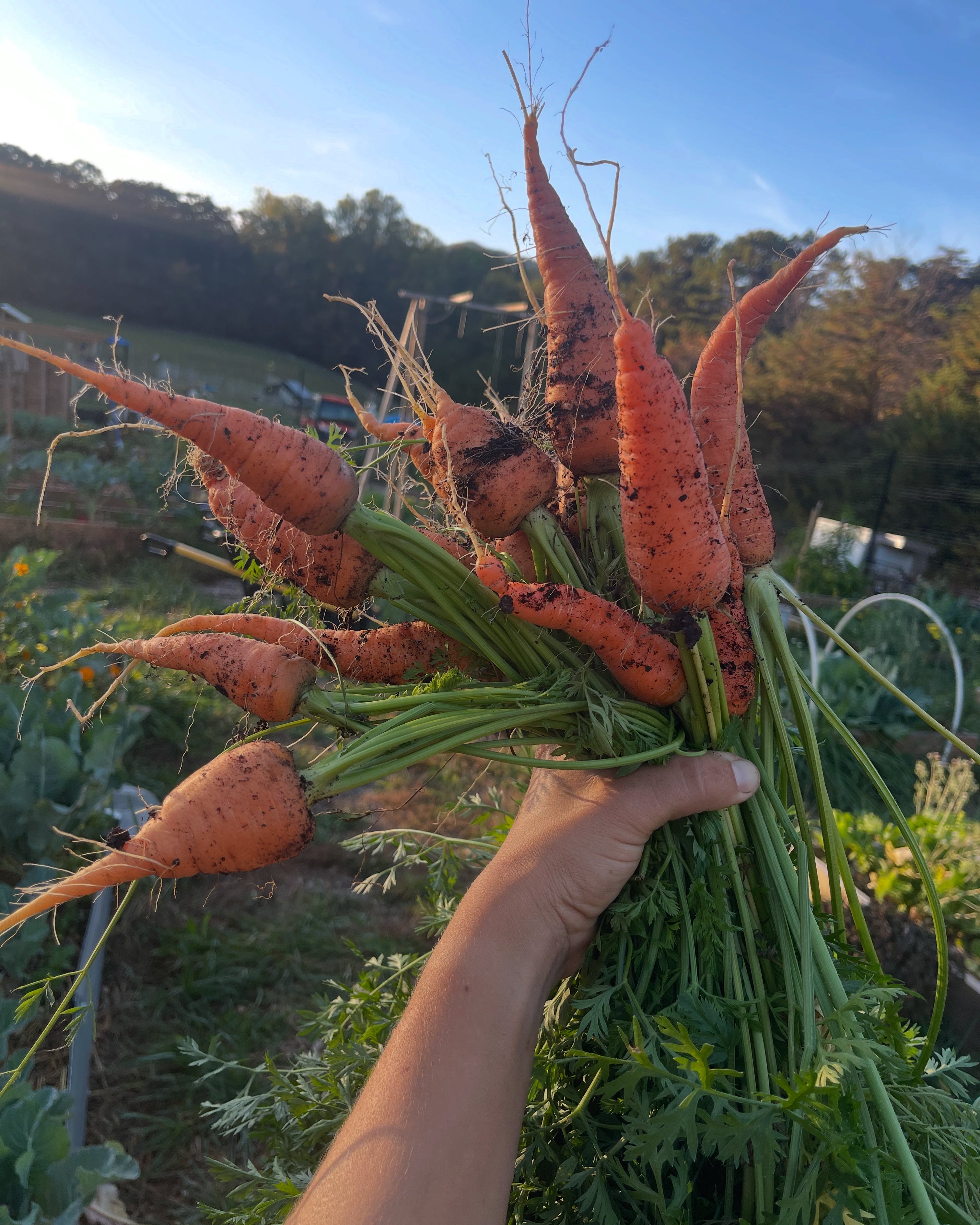 Bunch of freshly harvested carrots held by a person in an outdoor setting.