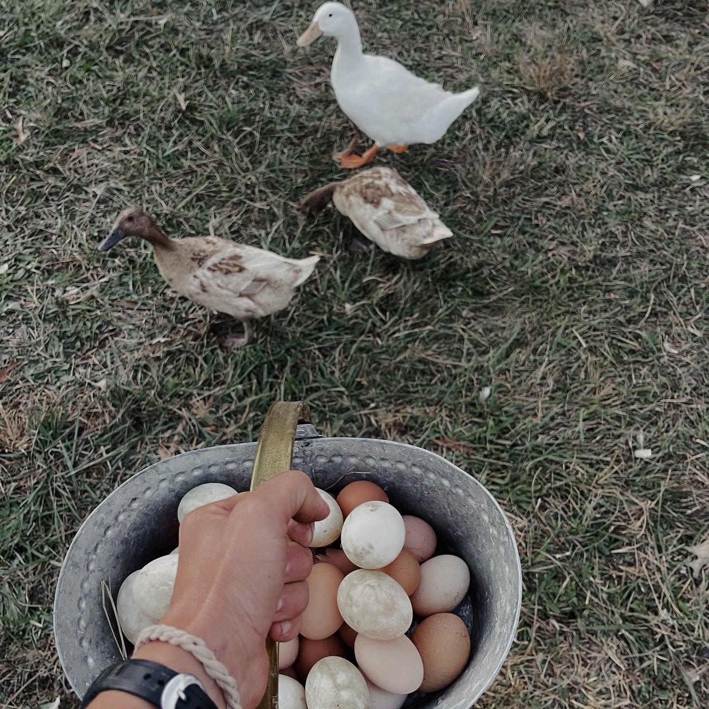 Person holding a bucket of eggs with ducks in the background on grass