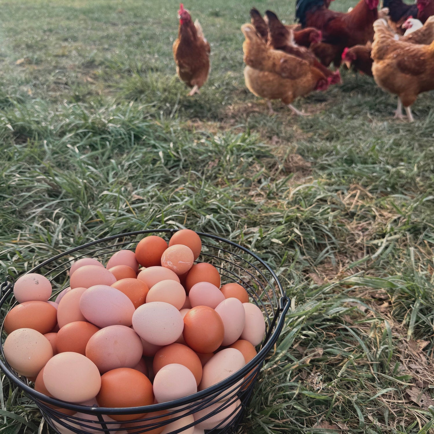 Basket of eggs with chickens in a grassy field