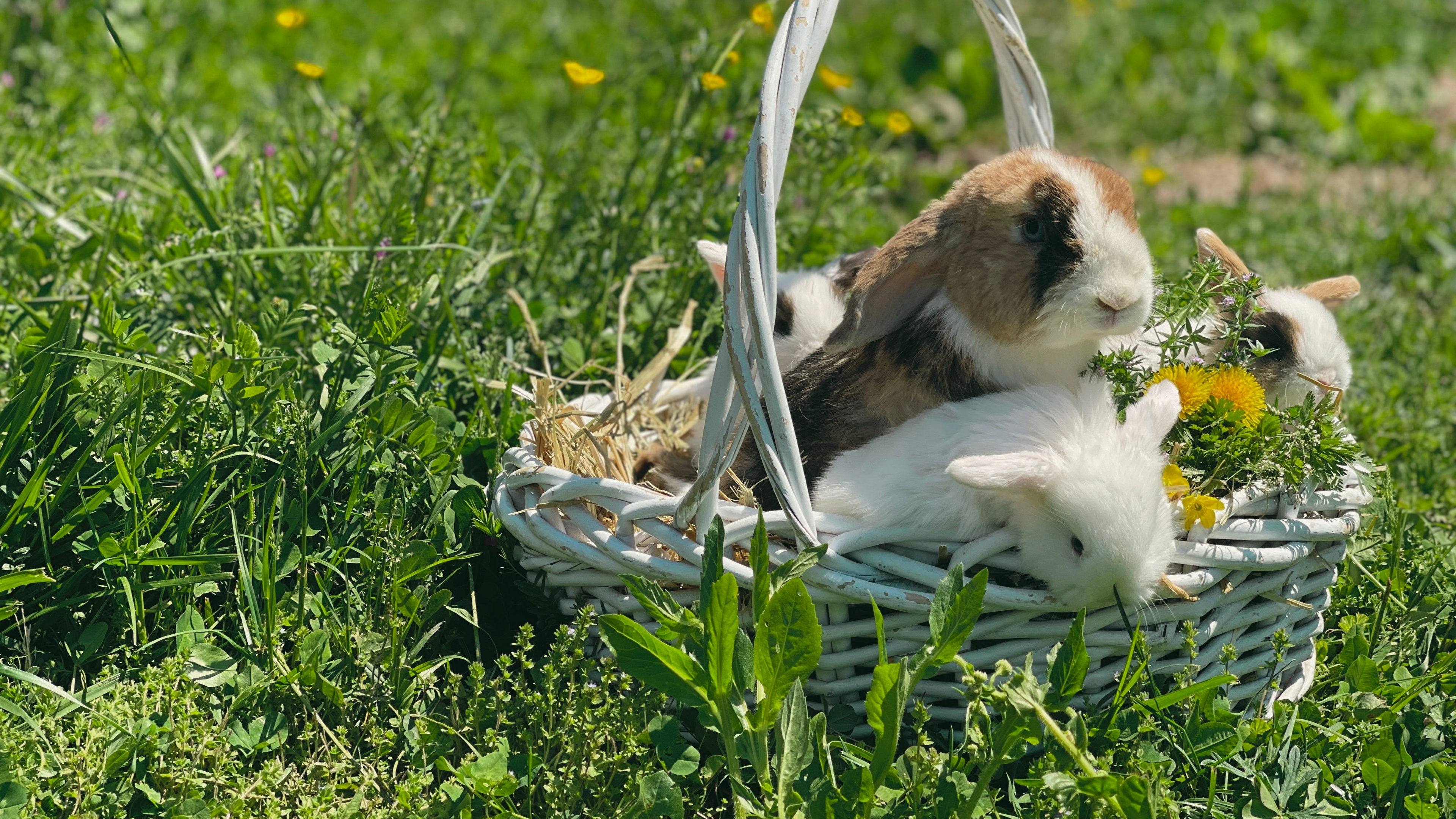 Three rabbits in a wicker basket surrounded by green grass and flowers