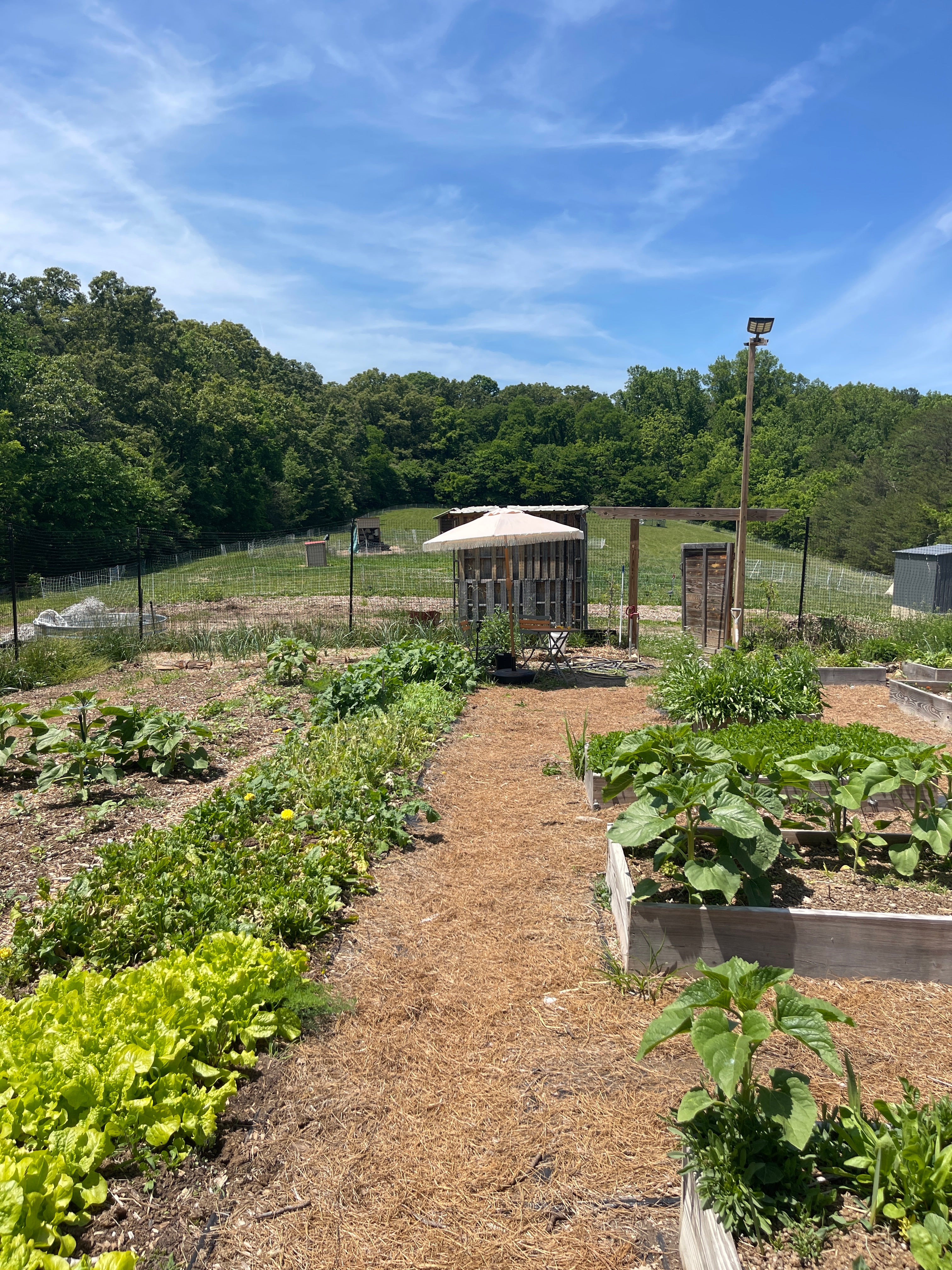 Vegetable garden with rows of plants under a blue sky