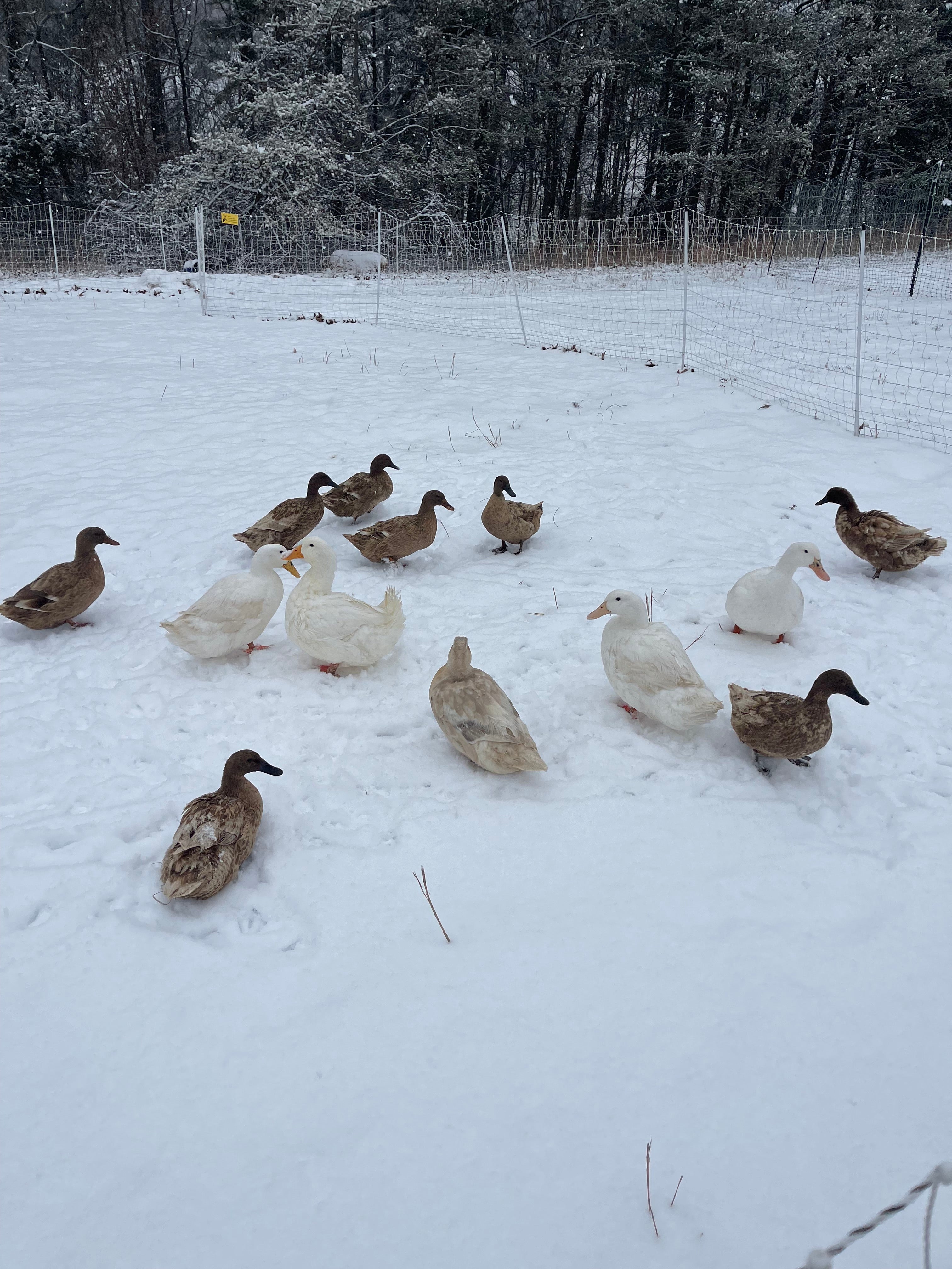 Ducks walking in snowy field with fence and trees in background.