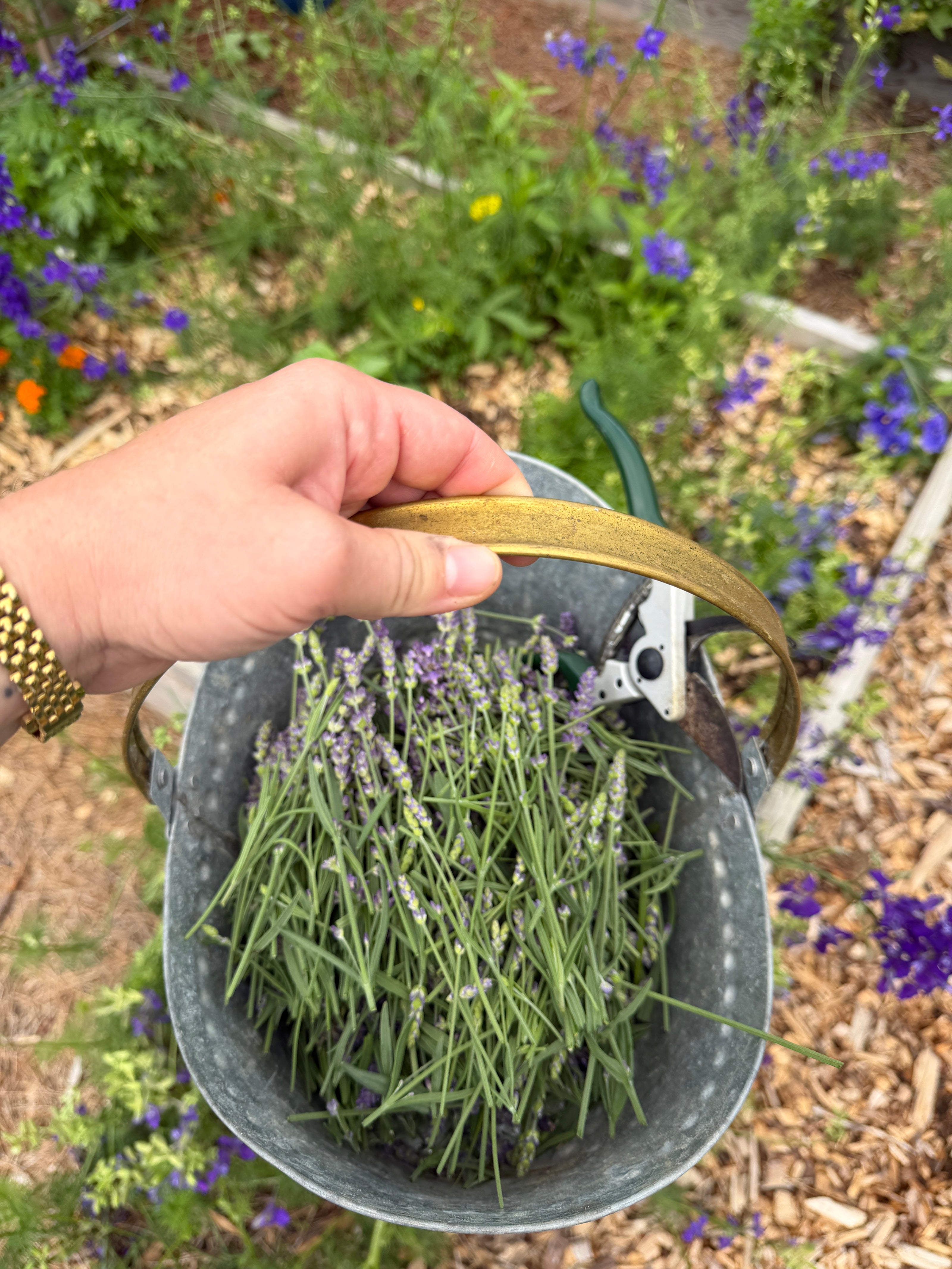 Hand holding a metal bucket filled with harvested lavender and greenery, with a garden background.