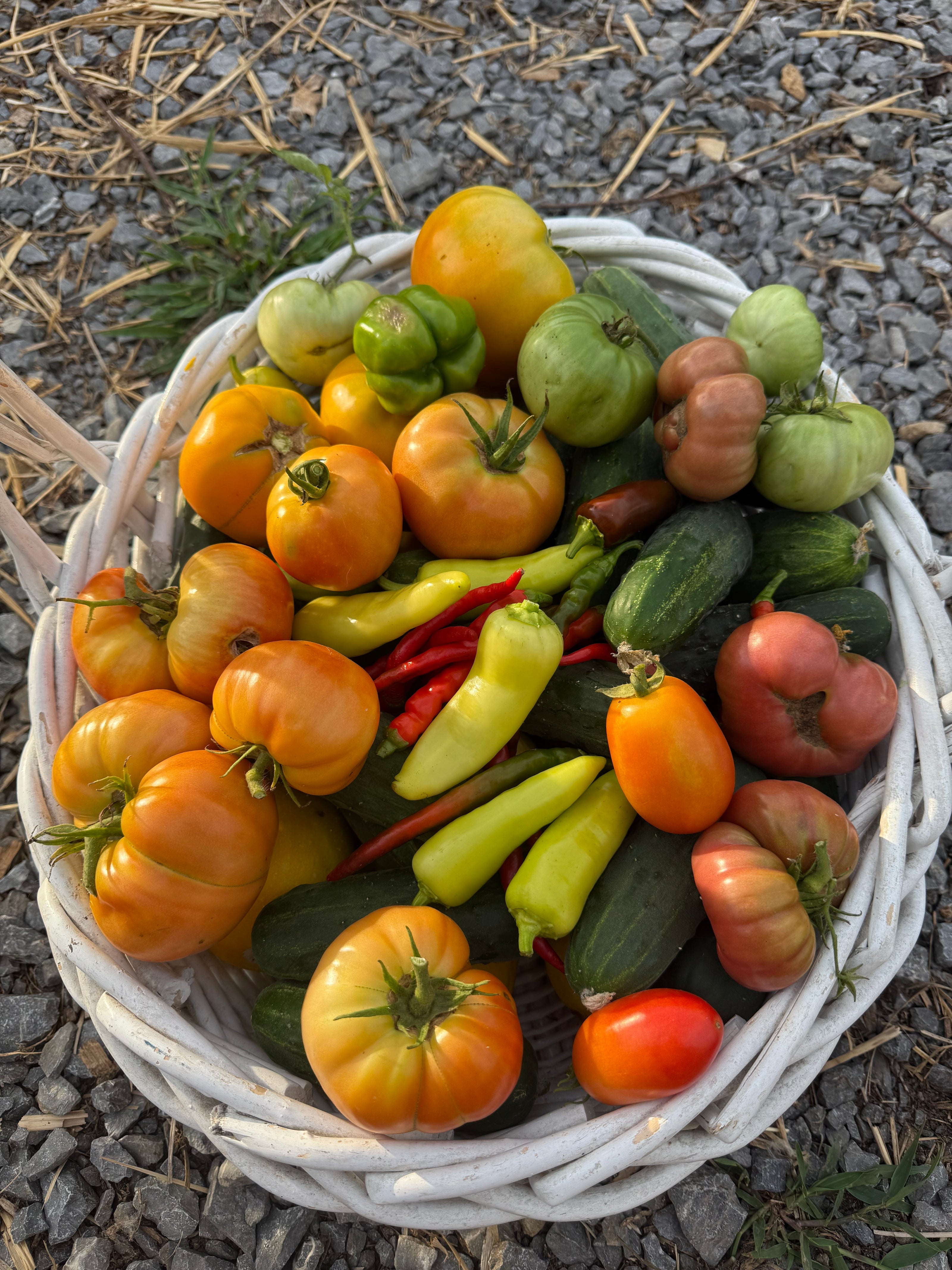 Basket of fresh vegetables including tomatoes and cucumbers on a gravel surface