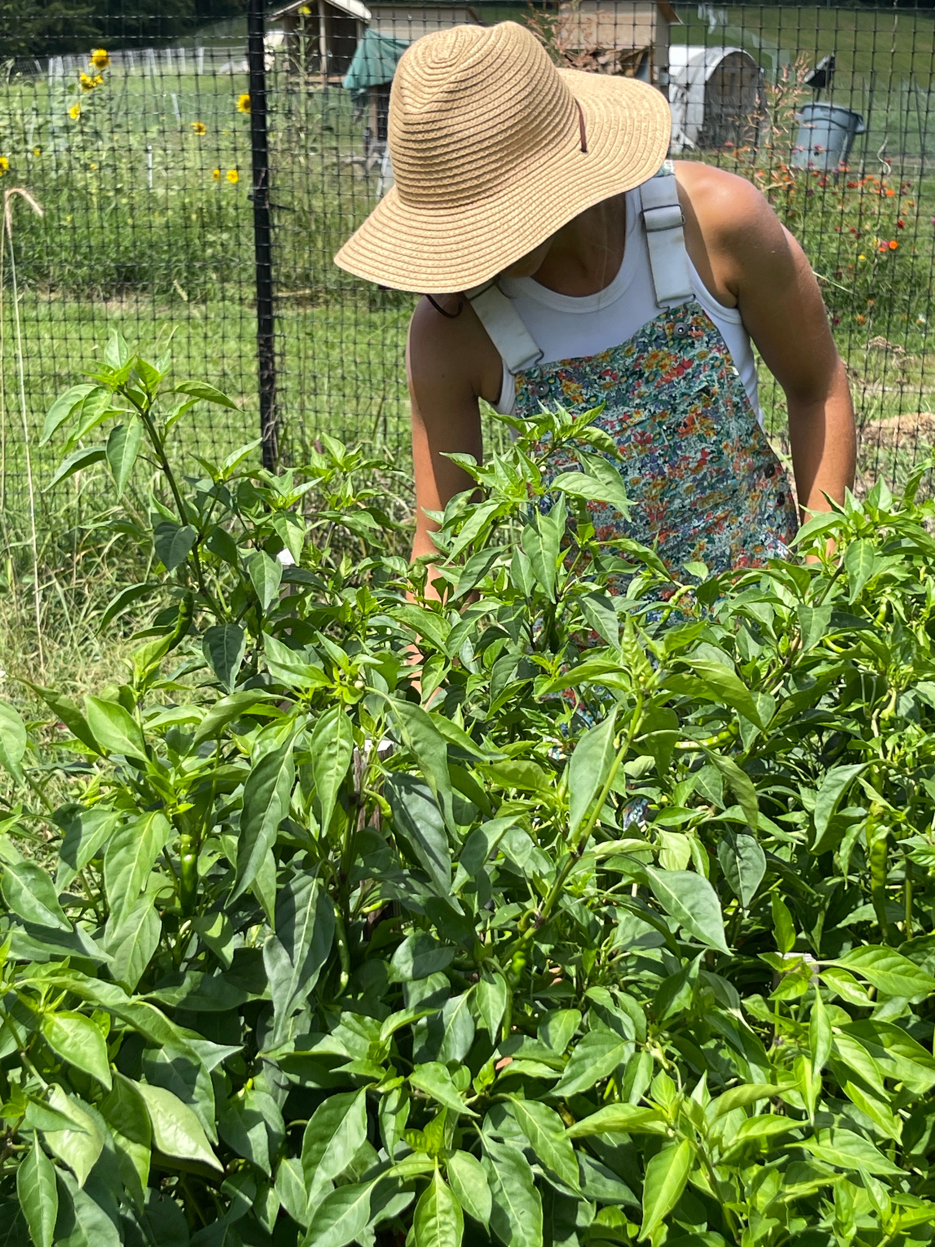 Person wearing a straw hat and floral dress standing among green plants.