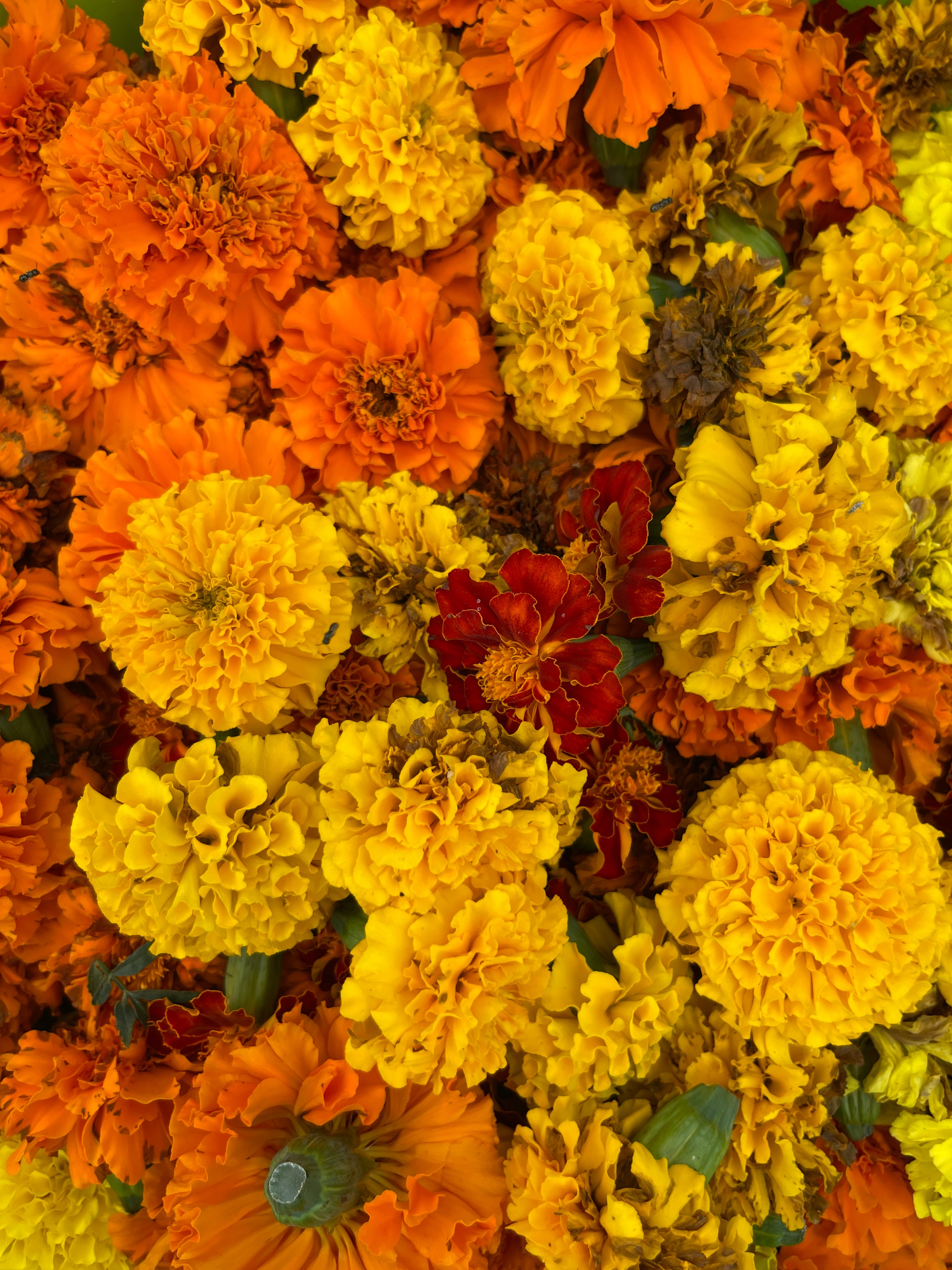 Close-up of a vibrant arrangement of marigold flowers in orange, yellow, and red.