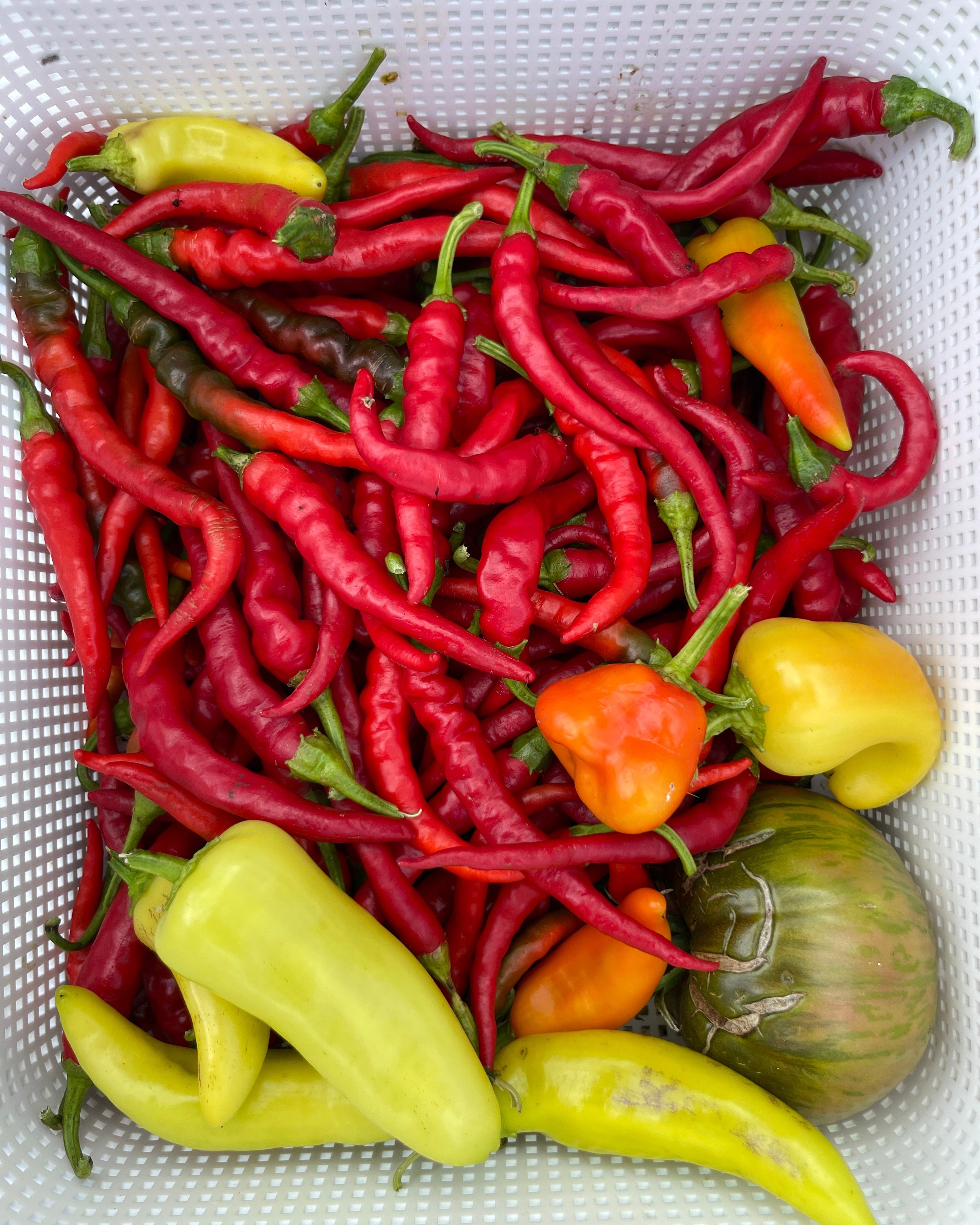 Assorted red and green chili peppers on a white background