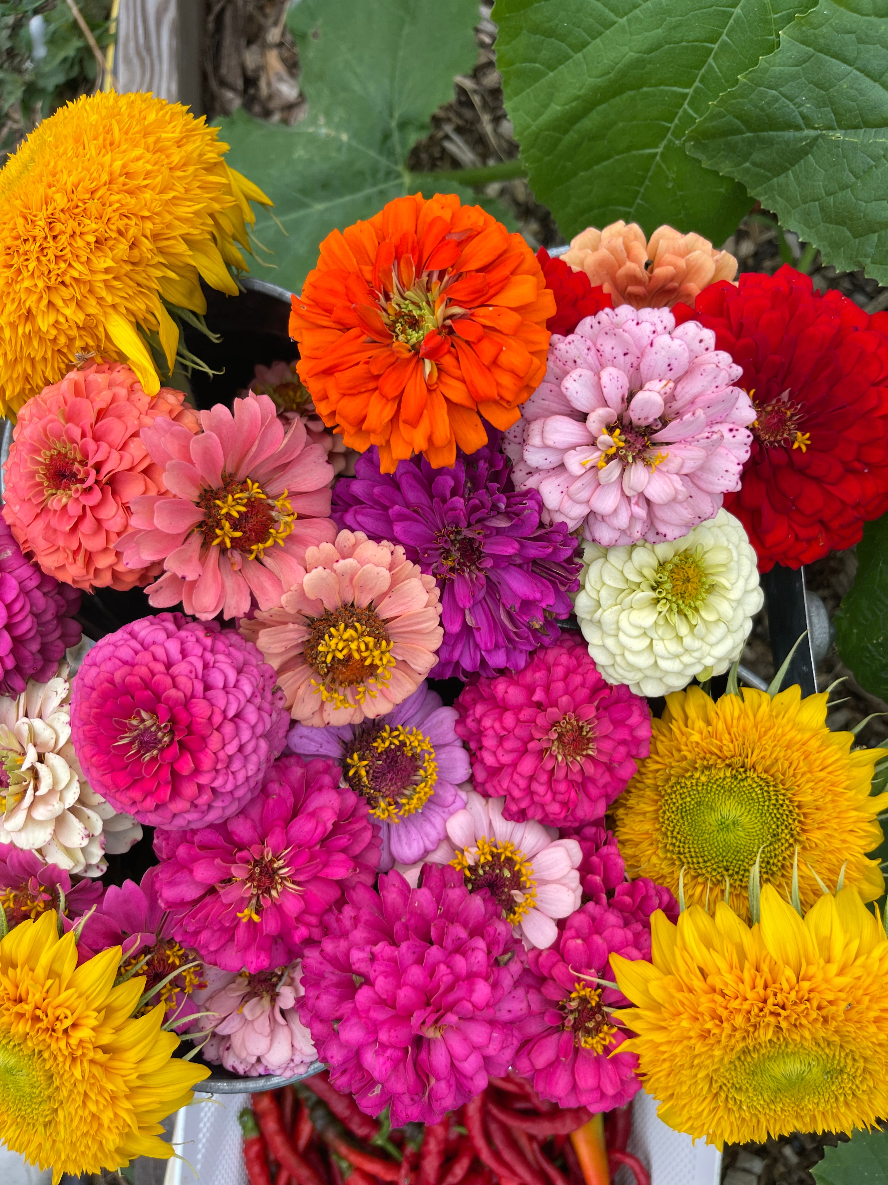 Assorted colorful flowers including zinnias and sunflowers.