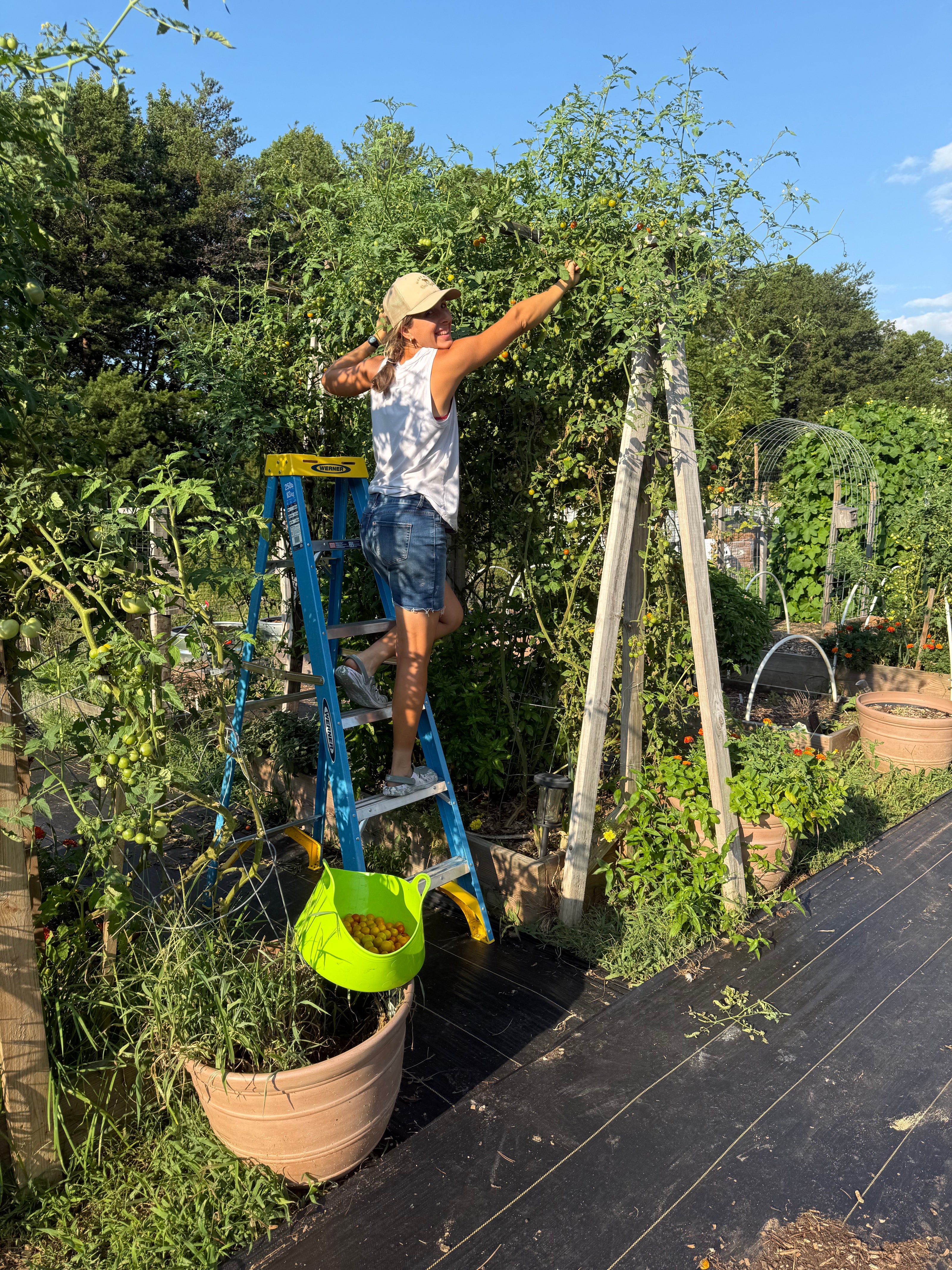 woman on a ladder picking cherry tomatoes on trellis in a garden