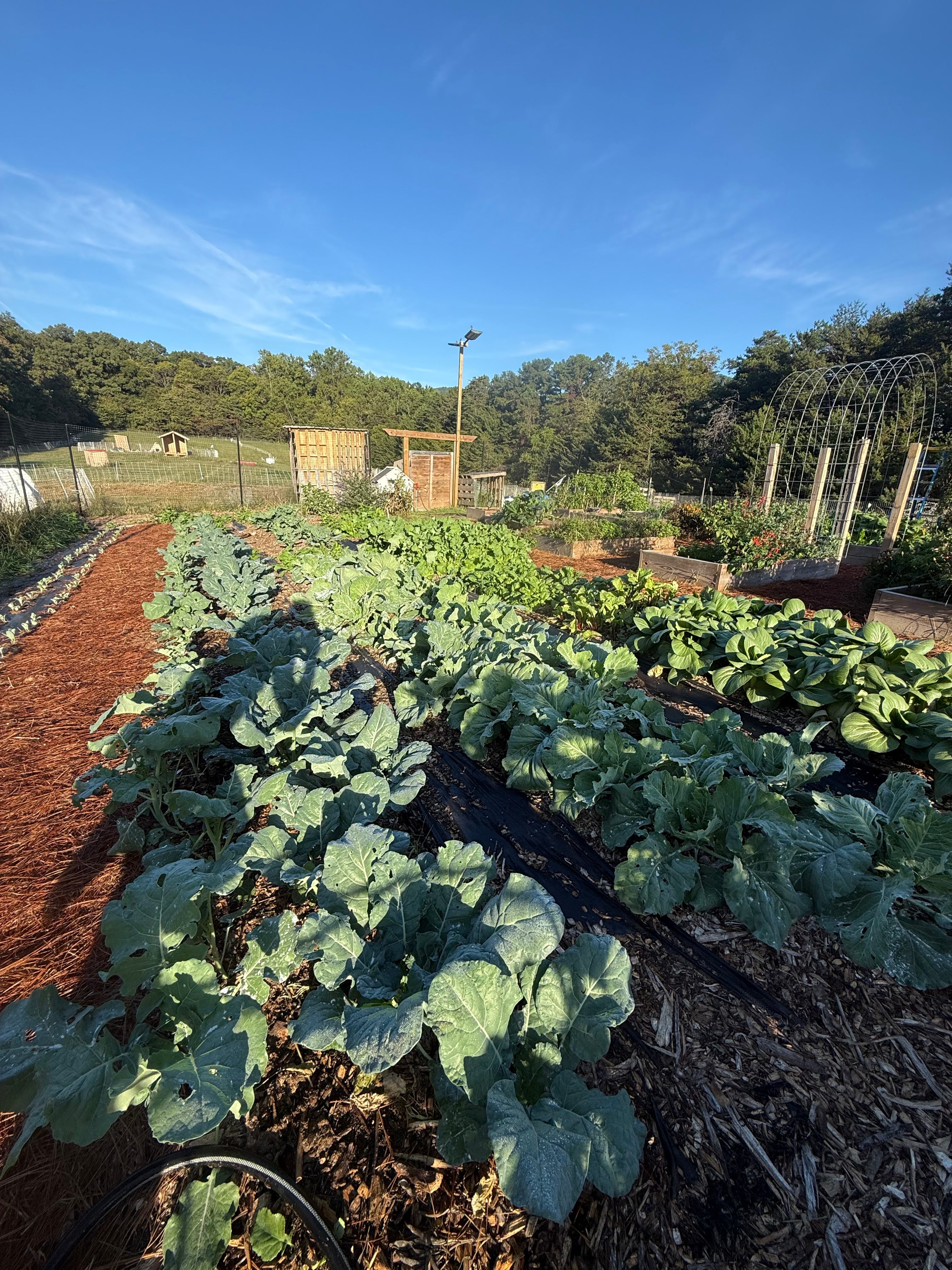 Vegetable garden with rows of plants under a clear blue sky.