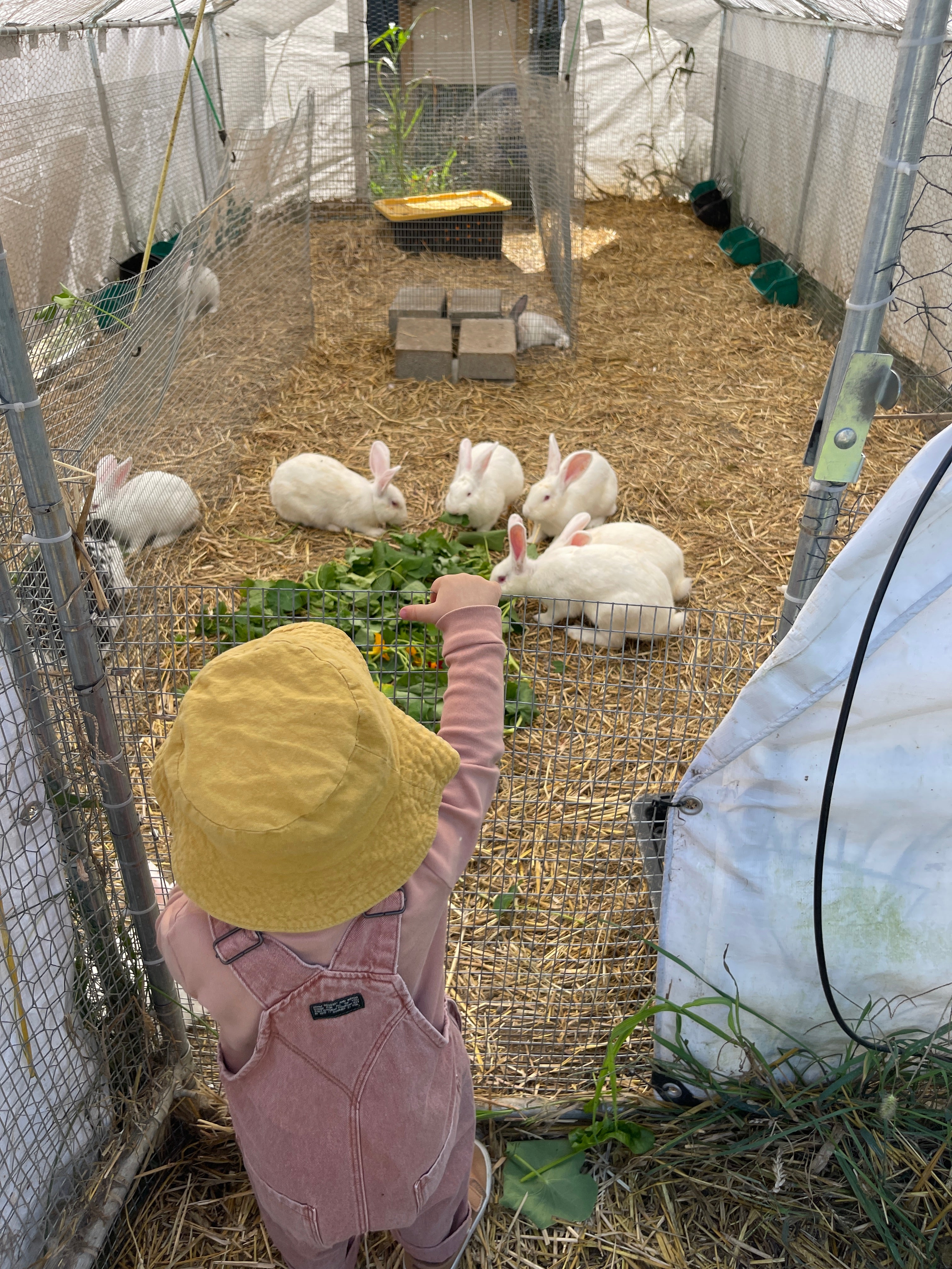child interacting with rabbits in a cage filled with hay and plants