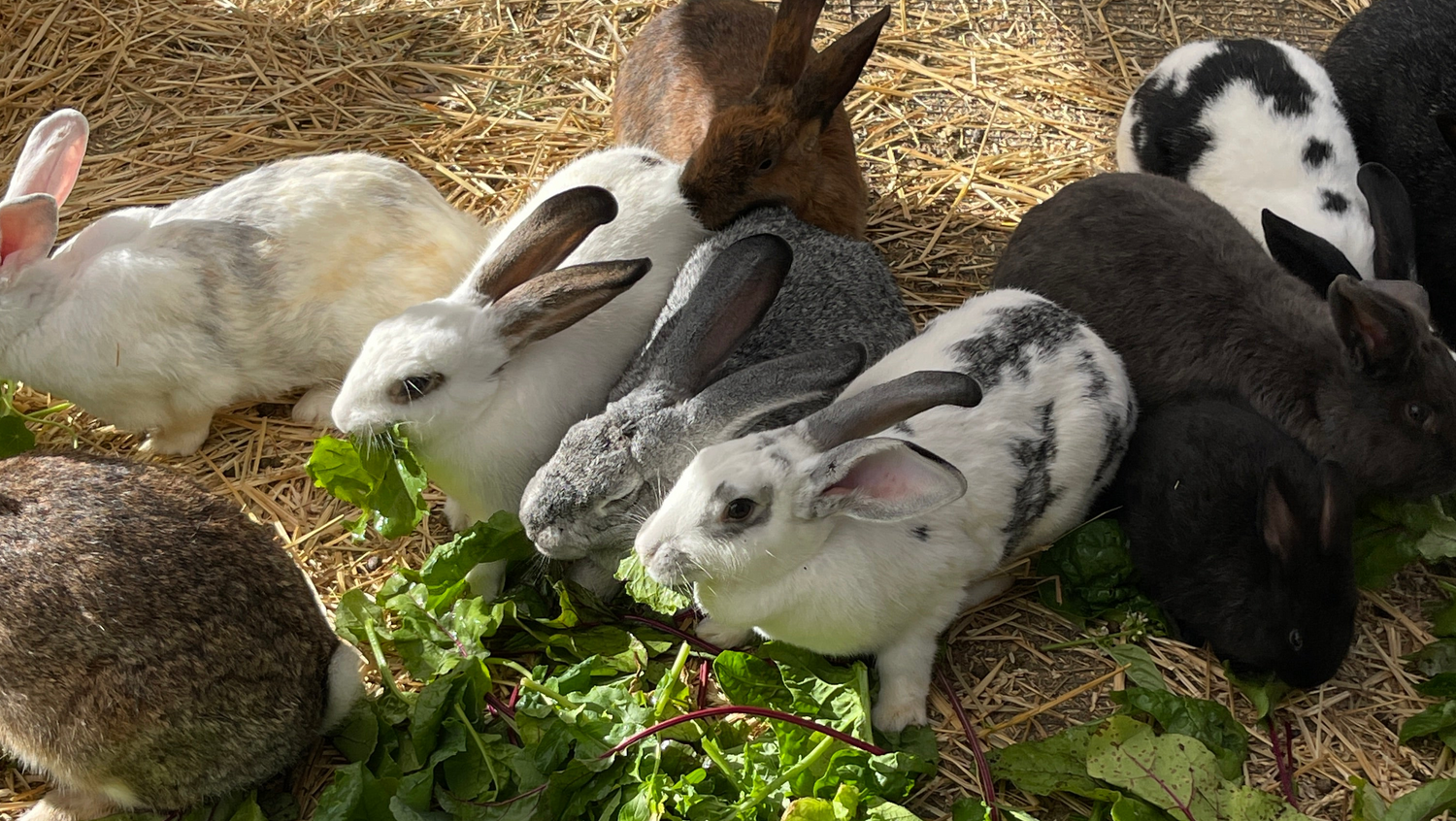 Group of rabbits eating greens on a bed of straw