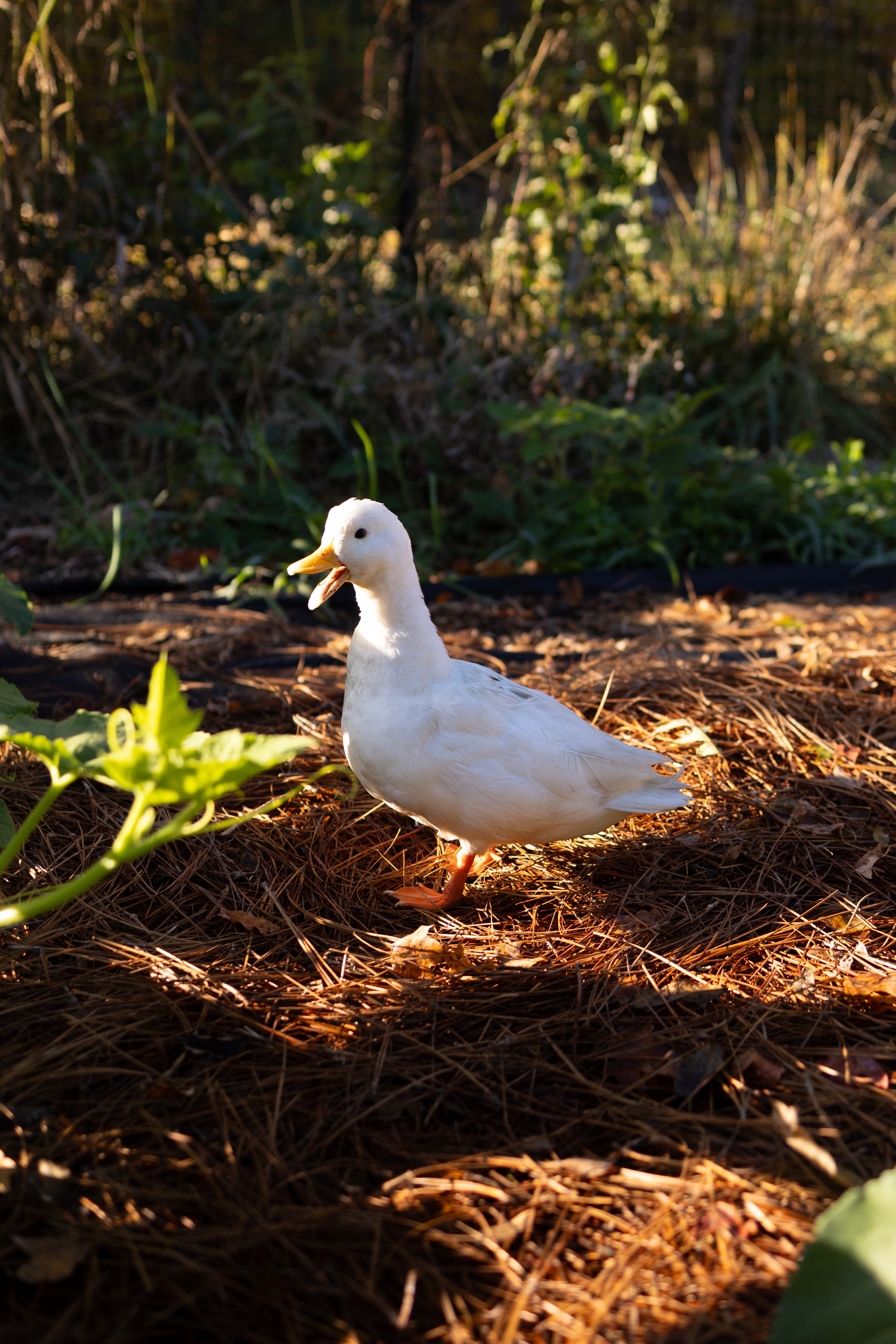 White duck standing on a bed of straw and leaves in a natural setting
