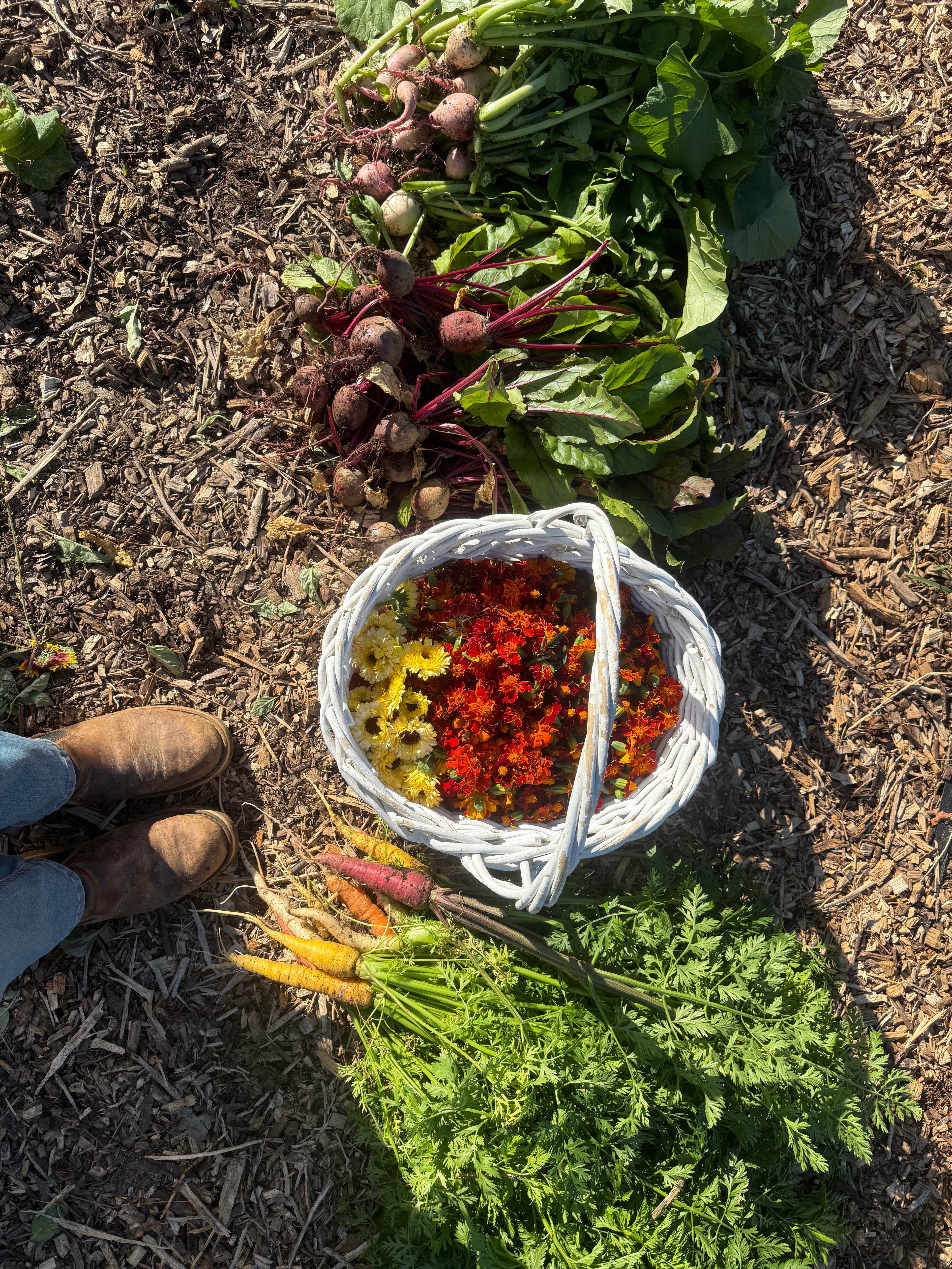 Fresh vegetables including carrots, beets, and greens with a basket of flowers on the ground.