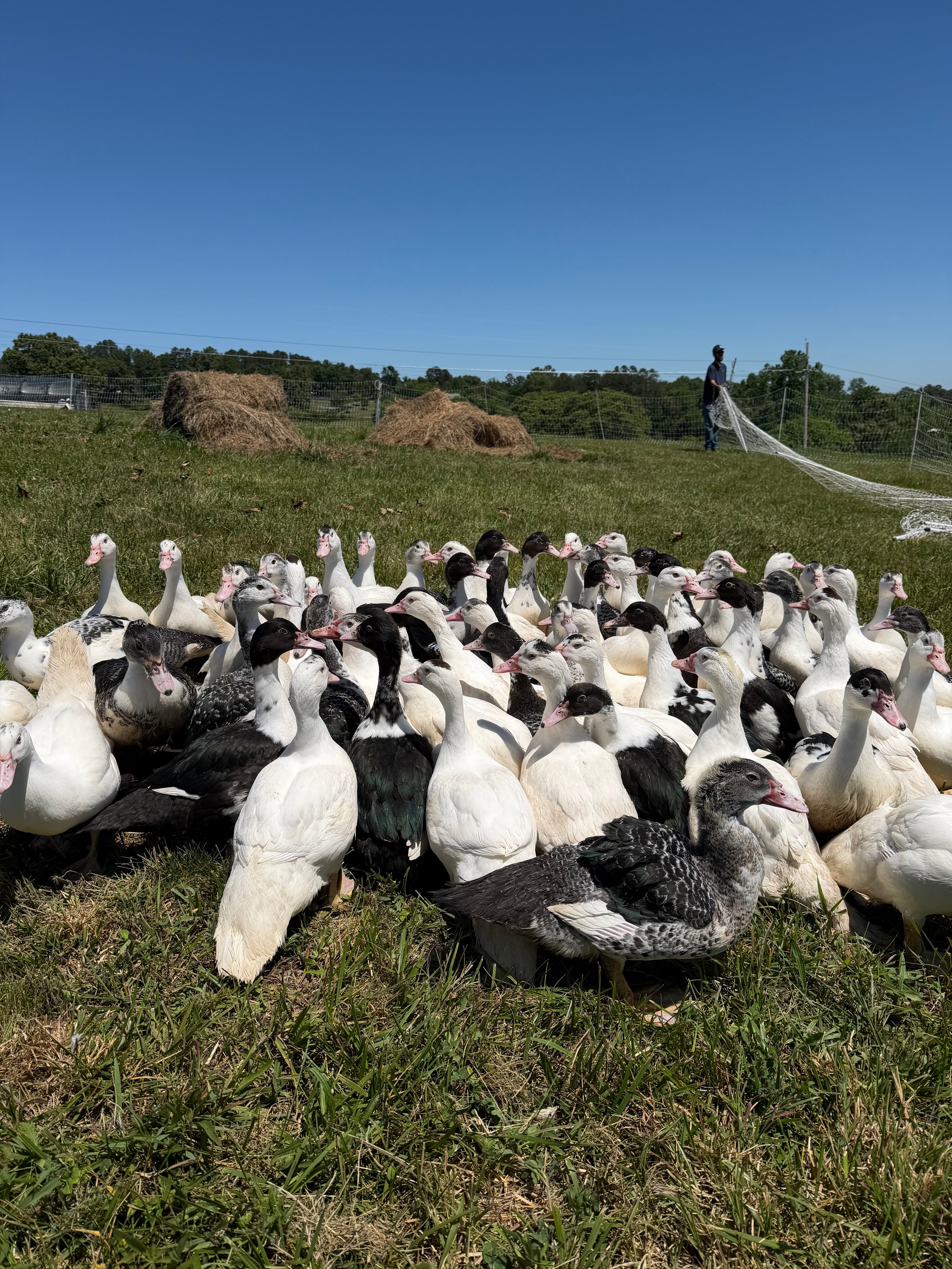 Group of black and white ducks grazing on a grassy field with a clear blue sky.