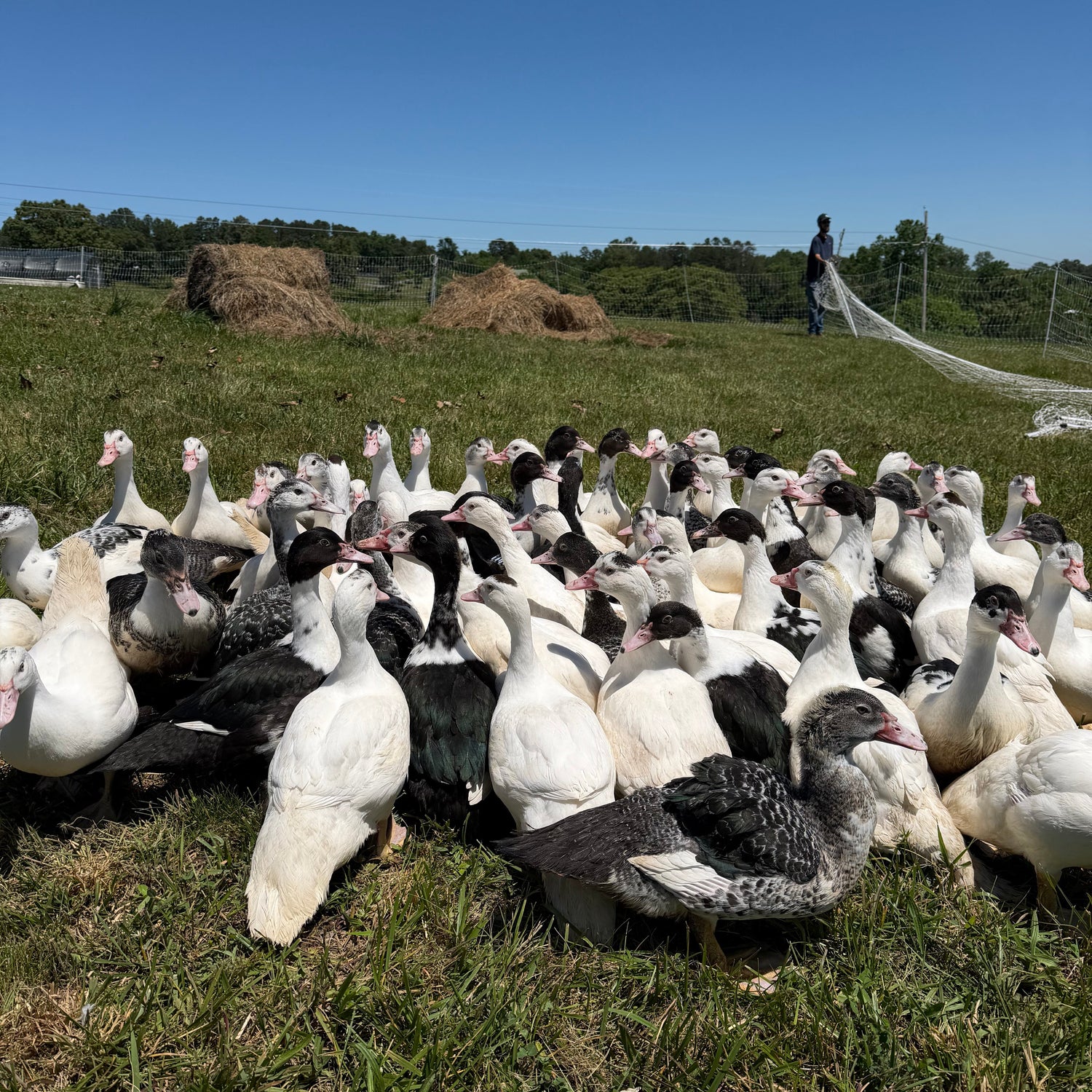 Group of black and white ducks grazing on a grassy field with a clear blue sky.