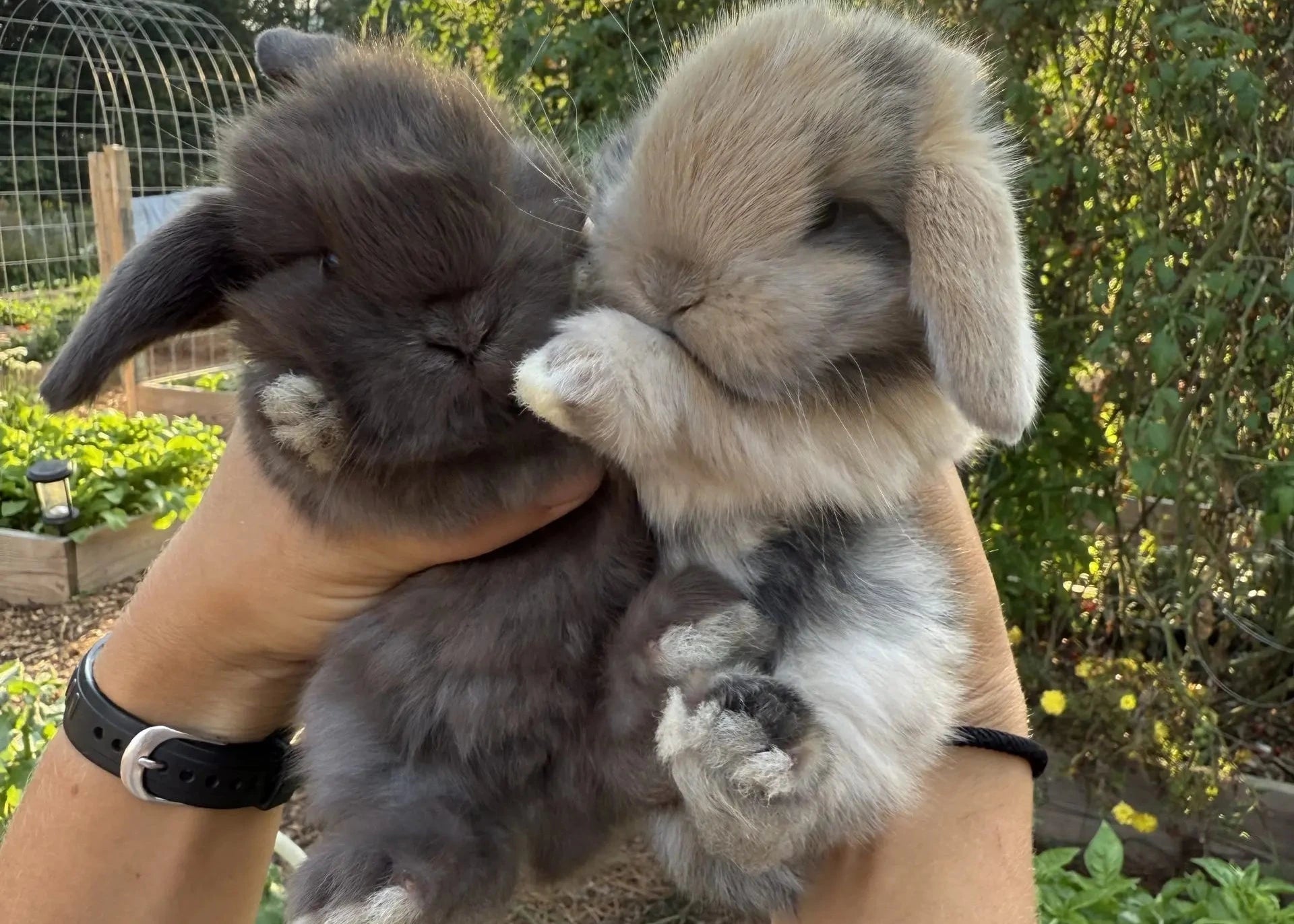 Two small rabbits being held in a person's hands with a garden background