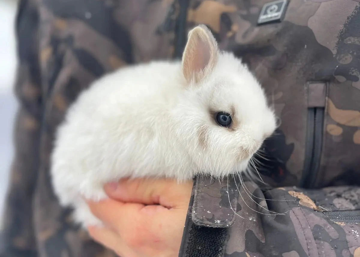 Person holding a small white rabbit in a camouflage jacket