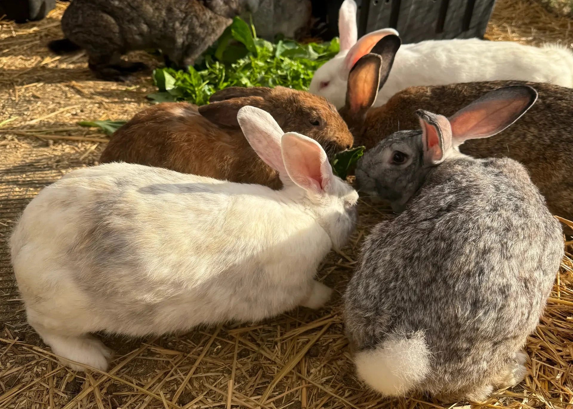 Group of rabbits eating on a bed of straw in an outdoor setting